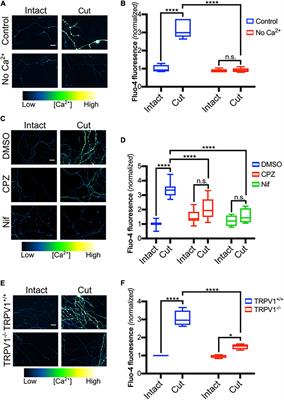 Mitochondrial Reactive Oxygen Species Mediate Activation of TRPV1 and Calcium Entry Following Peripheral Sensory Axotomy